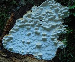 Attēlu rezultāti vaicājumam “Antrodiella faginea”