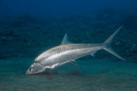 Image result for Chanos chanos