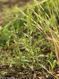 Attēlu rezultāti vaicājumam “Lepidium densiflorum bud”