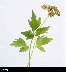 Attēlu rezultāti vaicājumam “Levisticum officinale”