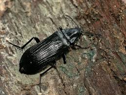 Attēlu rezultāti vaicājumam “Melandrya dubia”