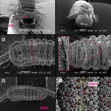 Attēlu rezultāti vaicājumam “Maculinea teleius underside”
