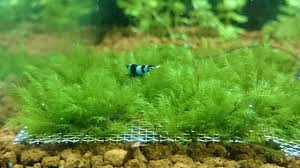 Attēlu rezultāti vaicājumam “Fissidens arnoldii”