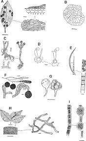Attēlu rezultāti vaicājumam “Lemanea fluviatilis”