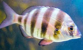 Image result for Diplodus cervinus