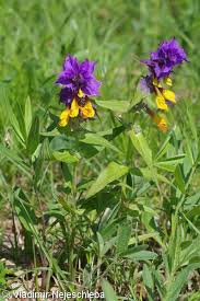 Attēlu rezultāti vaicājumam “Melampyrum nemorosum”