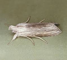 Attēlu rezultāti vaicājumam “Cucullia umbratica”