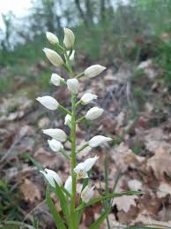 Attēlu rezultāti vaicājumam “Cephalanthera longifolia”
