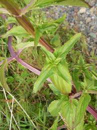 Attēlu rezultāti vaicājumam “Scrophularia umbrosa”
