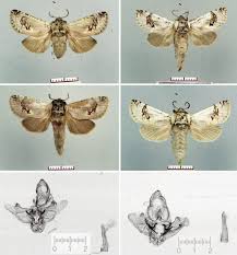 Attēlu rezultāti vaicājumam “Lamellocossus terebra”