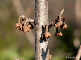 Attēlu rezultāti vaicājumam “Hamamelis vernalis flower”
