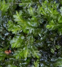 Attēlu rezultāti vaicājumam “Chiloscyphus”