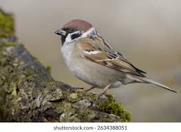 Image result for Passer montanus