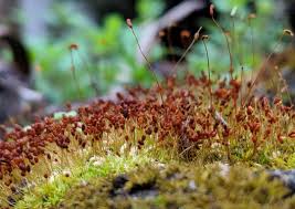 Attēlu rezultāti vaicājumam “Pleurocarpous mosses sporophyte”