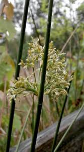 Attēlu rezultāti vaicājumam “Juncus conglomeratus fruit”