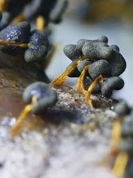 Attēlu rezultāti vaicājumam “Physarum murinum spores”