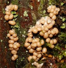 Attēlu rezultāti vaicājumam “Diderma radiatum young”