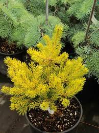 Attēlu rezultāti vaicājumam “Pinus sylvestris var. turfosa”