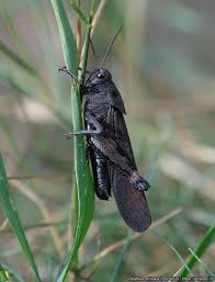 Attēlu rezultāti vaicājumam “Psophus stridulus”