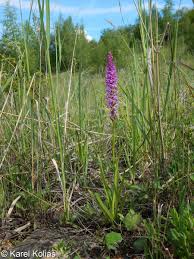 Attēlu rezultāti vaicājumam “Gymnadenia conopsea”