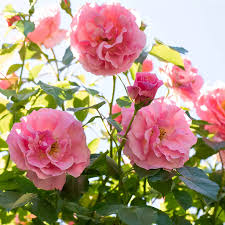 Image result for Rosengewächse