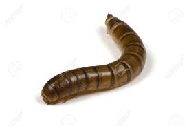 Attēlu rezultāti vaicājumam “Elateridae larva”