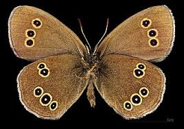 Attēlu rezultāti vaicājumam “Aphantopus hyperantus underside”