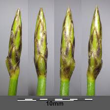 Attēlu rezultāti vaicājumam “Eleocharis uniglumis leaf”