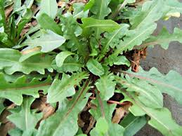 Image result for Chicorée