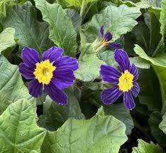 Attēlu rezultāti vaicājumam “Primula x margotae”