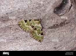 Attēlu rezultāti vaicājumam “Colostygia pectinataria”