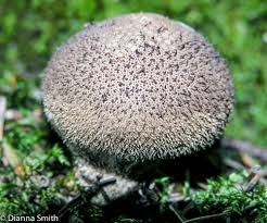 Attēlu rezultāti vaicājumam “Lycoperdon pyriforme sessile”