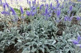 Attēlu rezultāti vaicājumam “Veronica spicata leaf”