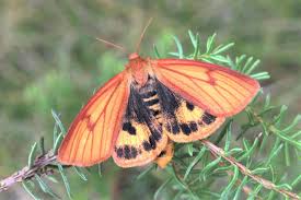 Attēlu rezultāti vaicājumam “Diacrisia sannio larva”