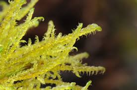 Attēlu rezultāti vaicājumam “Scorpidium cossonii”