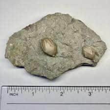 Attēlu rezultāti vaicājumam “Enteridium liceoides macro”