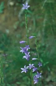 Image result for Campanula rapunculus