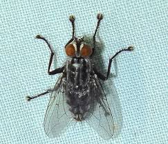 Attēlu rezultāti vaicājumam “Sarcophagidae”