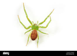 Attēlu rezultāti vaicājumam “Diaea dorsata female”