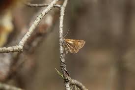 Attēlu rezultāti vaicājumam “Bupalus piniaria”