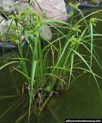 Attēlu rezultāti vaicājumam “Carex pseudocyperus female flower”
