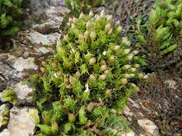 Attēlu rezultāti vaicājumam “Orthotrichum diaphanum sporophyte”