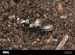 Attēlu rezultāti vaicājumam “Nebria brevicollis”