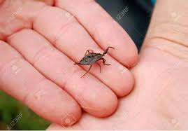 Attēlu rezultāti vaicājumam “Nepa cinerea”