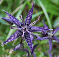 Attēlu rezultāti vaicājumam “Swertia perennis leaf”