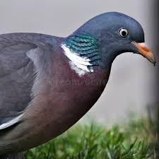 Attēlu rezultāti vaicājumam “Columba palumbus”