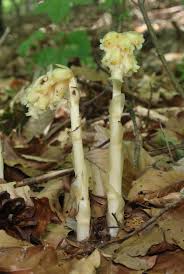 Attēlu rezultāti vaicājumam “Monotropa hypopitys”