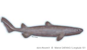 Image result for Dalatias licha