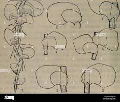 Attēlu rezultāti vaicājumam “Scapania irrigua”