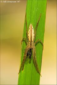 Attēlu rezultāti vaicājumam “Tibellus oblongus”